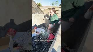 Rescue Diaries | Short eared possum