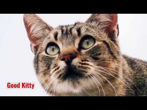 Can you really train your cat II Cat training II How to train your cat
