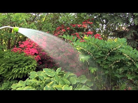 Pflanzen im Garten giessen - Zeitpunkt, Tipps, Bewässerung