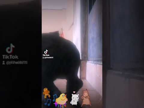 con la mano en el piso... puro merengue perruno