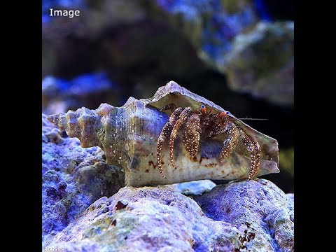 【チャーム】海水魚 ヤドカリ ホワイトスペックルドハーミットクラブ Paguristes Punticeps ヒメヨコバサミ charm動画