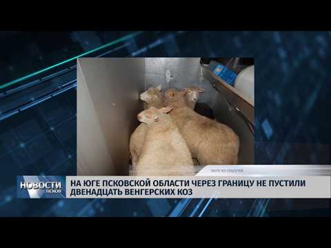 15.01.2019 / На юге области через границу не пустили двенадцать венгерских коз
