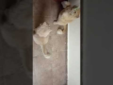 Cute cat😽😽😽😽(1) | Shaikh firdous