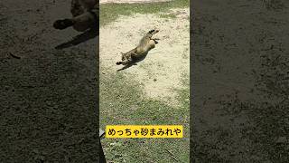 砂場じゃないんだよ