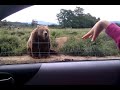 Mavajici medved (Tearon) - Známka: 1, váha: obrovská