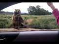 Oso despidiéndose tiernamente