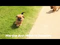 Puggle dogs for sale: Benny - Video 1
