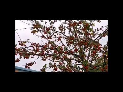 ماشالله جمال طبيعيه 🌴