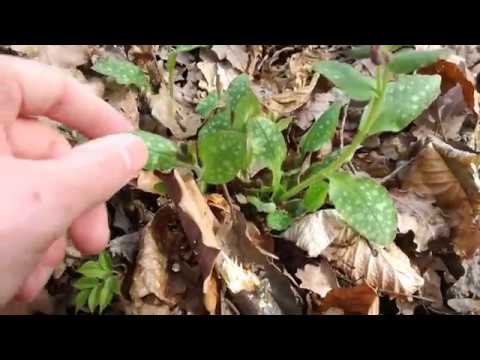 Leicht erkennbare, essbare Wildpflanzen - Teil 1