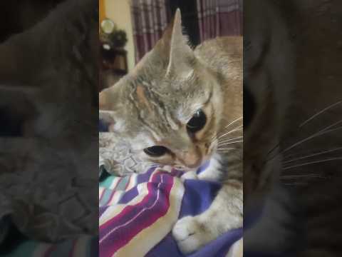 Dhaen dhaen Raja || 🥰❤️❤️