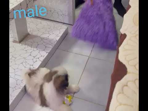 shitzu puppies available 9109548738 location vidisha