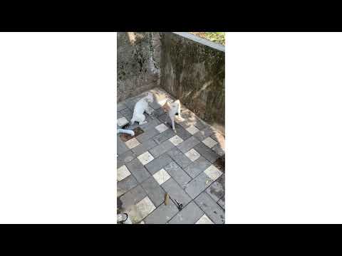 Fighting and arguing cats // full video // cats gone mad 😡😡😀