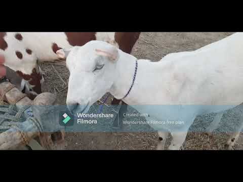 Bakra mandi ki sair |moon ki Eid |nabeera and moons world |bakraeid2k23