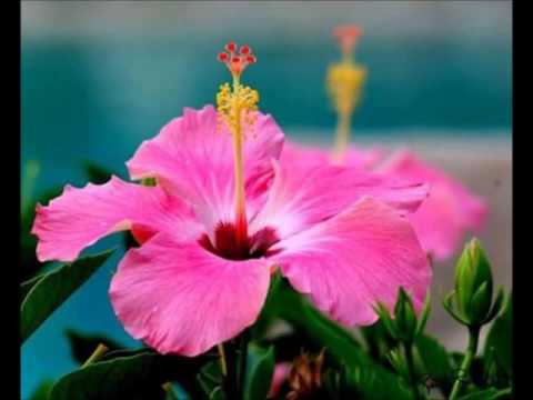 ALFIE - MONICA MANCINI