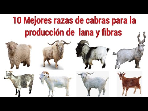 , title : 'Las 10 mejores razas de cabras para la producción de fibras y lana'