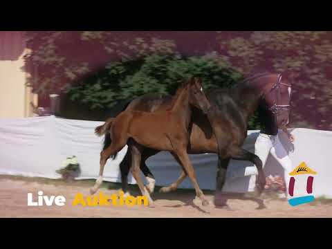 Trailer 66. Fohlenmarkt Riedlingen am 24. August 2023