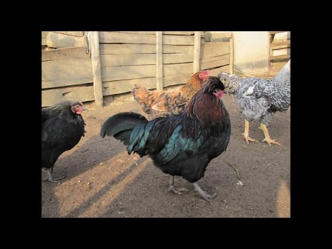 Jetzt einfach Deinen eigenen Hühnerstall selber bauen! - Link in der Beschreibung