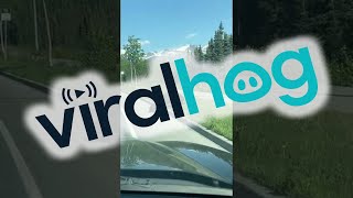 Frustrated Momma Bear Tosses Cub to Get it Across Road Safely || ViralHog