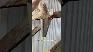 Download lagu Practical Ways to Slaughter Chickens Without Fear of Escape! mp3