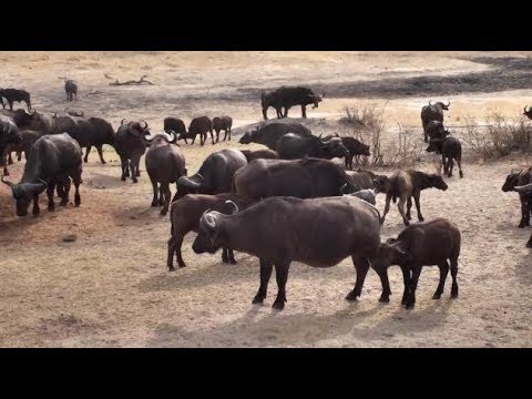 Djuma: Large breeding herd of African Buffalo-Pt:2 - 07:42 - 10/11/18