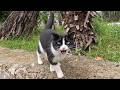 Stray Cat I Ve Known For 4 Years Running To Me At Full Speed After Seeing Me