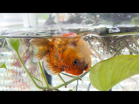 What happened to Gizmo, Tuco & Jimmy?