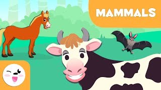 Download lagu Mammals for kids - Vertebrate animals - Natural Science For Kids mp3 Download lagu Mammals for kids - Vertebrate animals - Natural Science For Kids mp3