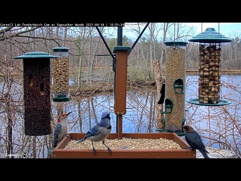 Brown-headed Cowbird Joins Diverse Visitors At Cornell Feeders – April 14, 2021