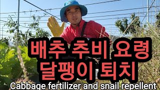 배추 추비하는 요령ㆍ달팽이 퇴치 방법 Cabbage fertilizer and snail repellent