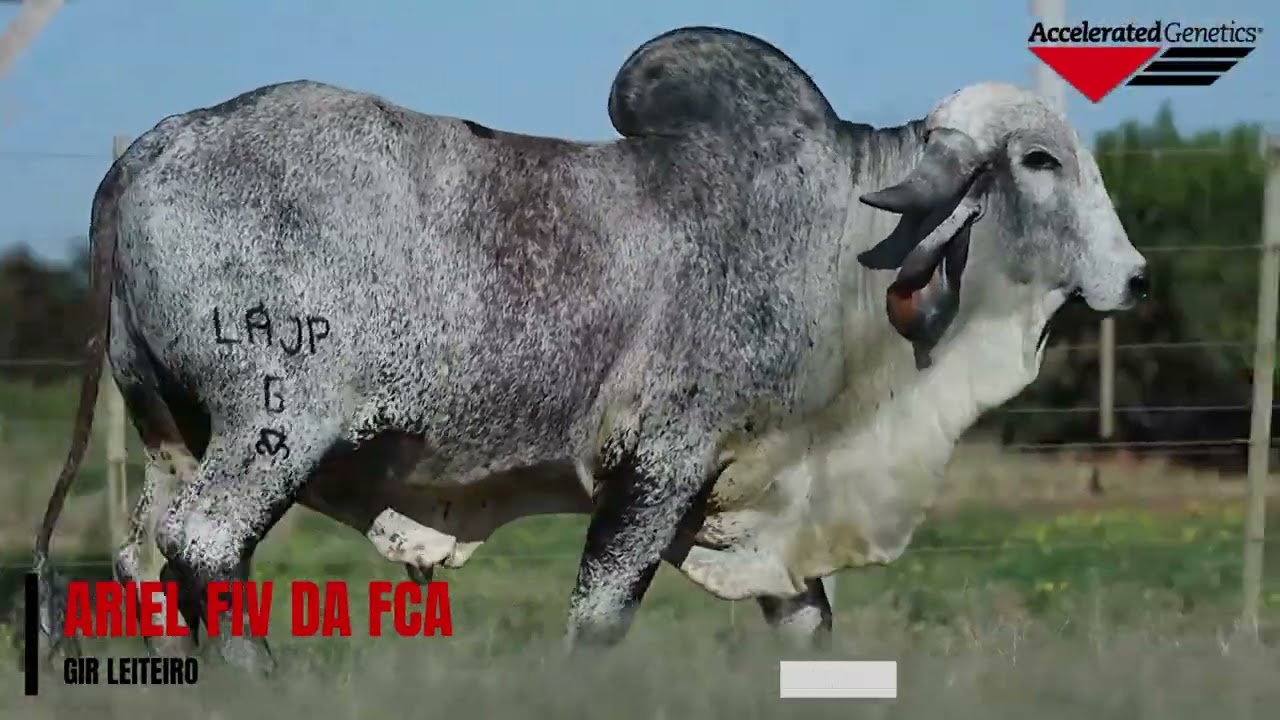 Vídeo ARIEL FIV DA FCA