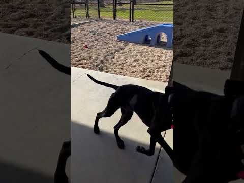 Hooch (138136) (In a Foster Home), an adoptable Black Labrador Retriever Mix in Baton Rouge, LA_image-1