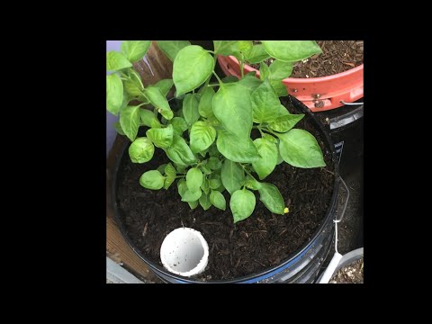 5 gallon self wicking buckets for the lazy gardener