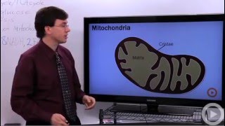 Krebs cycle - Citric Acid Cycle - TCA cycle