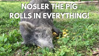 Nosler the Pig Rolls in EVERYTHING!