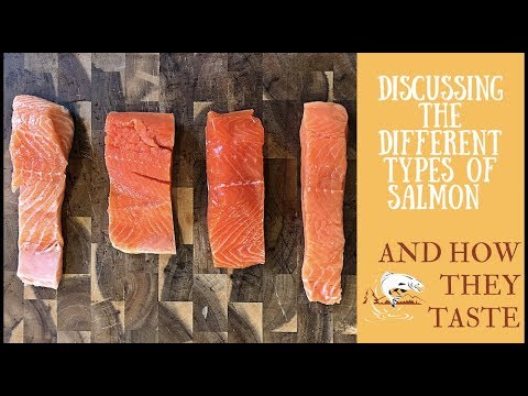 さまざまな種類のサーモンを試食して語る