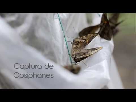 Trampa para captura de opsiphanes cassina Original