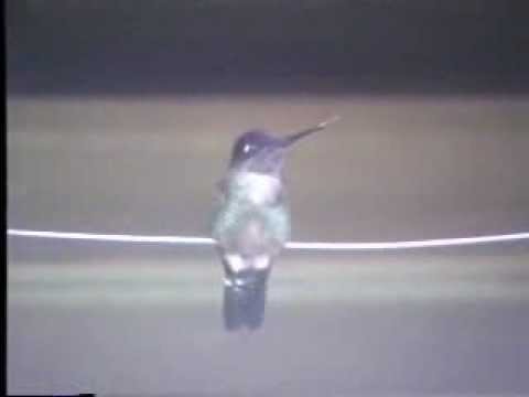 Magnificent Hummingbird