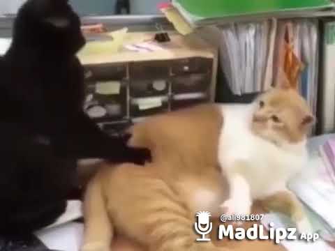 Funny cat video samina baji