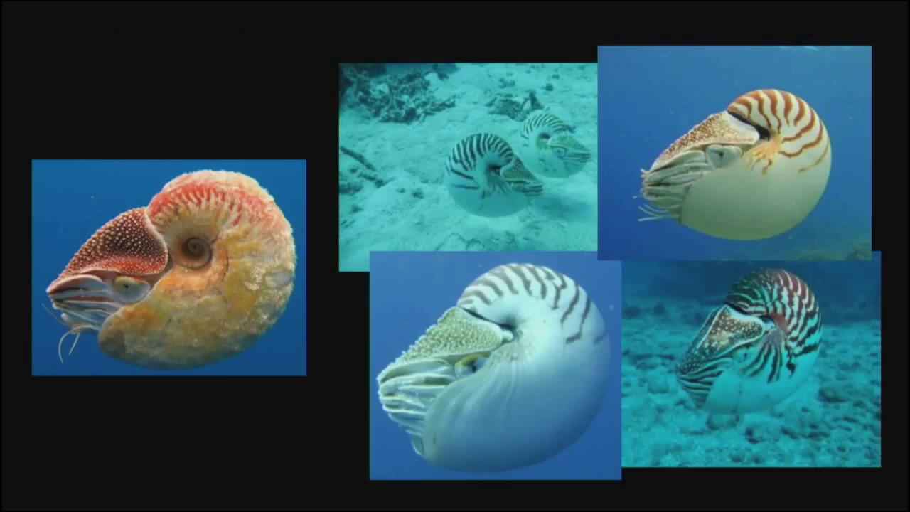 Gregory Barord - Conservation in the Deep Sea: The Perilous Story of the Chambered Nautilus