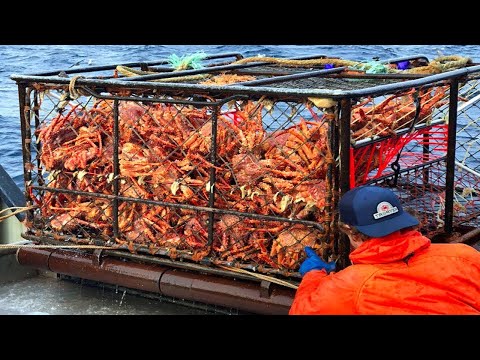 Awesome Snow Crab Fishing On The Sea, Big Catch King Crab Trap, Collect tens of millions of dollars