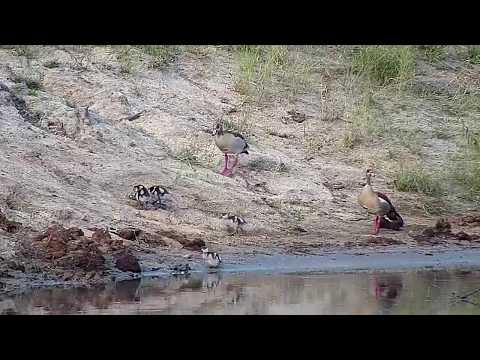 Djuma: Egyptian Goose family - 16:40 - 03/22/20