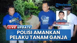Nekat Tanam Ganja dalam Pot, Polisi Ungkap Peredaran Narkoba oleh 2 Orang di Plosoklaten Kediri
