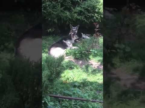 Жизнь прекрасна ! ВЕО овчарки .