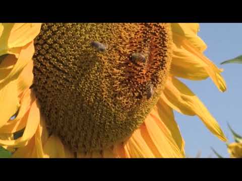 Boja meda ep. 111 21.04.2020. NAJAVA