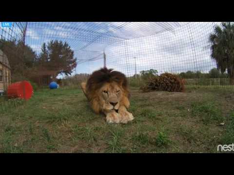 Afton visiting and someone whistling a lullaby for Joseph. 2017 01 27