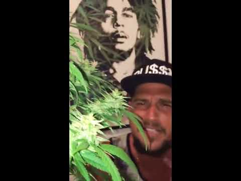 SEIVA ROXA - LIBERDADE ( WebClip )