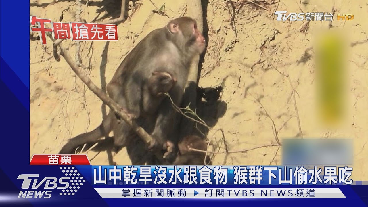 山中乾旱沒水跟食物　猴群下山偷水果吃