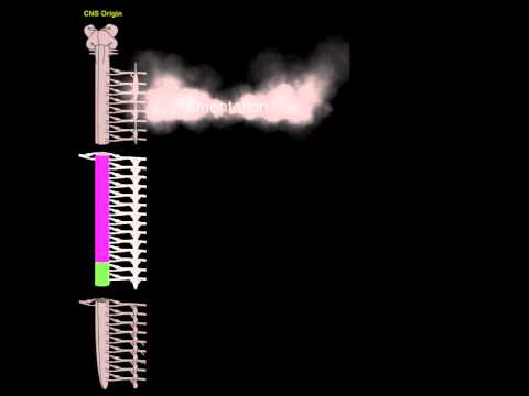 Sympathetics overview