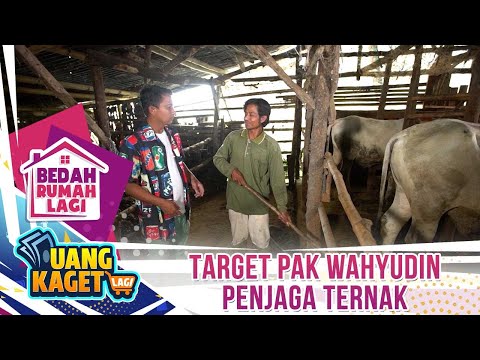 Target Pak Wahyudin Seorang Pengurus Peternakan Sapi - Kilau Uang Kaget Bedah Rumah Lagi