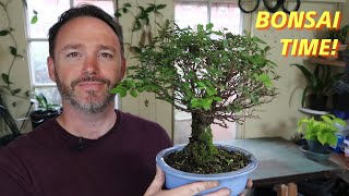 Cork Bark Elm Bonsai Pruning and Maintenance